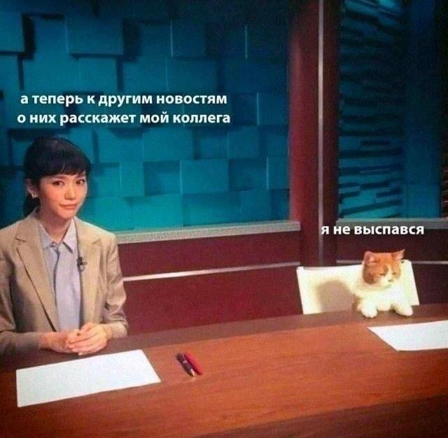 Мой коллега не выспался: утренние новости с котом-соведущим