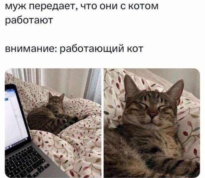 Рабочий день кота: от монитора до сладкой дрёмы