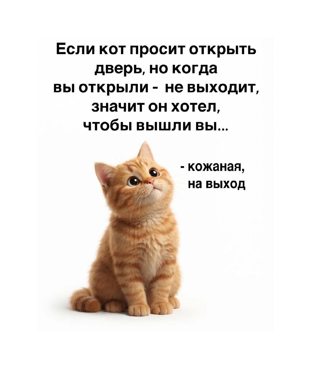 Кот-босс: открыл дверь, чтобы выгнать хозяина? Знакомо!