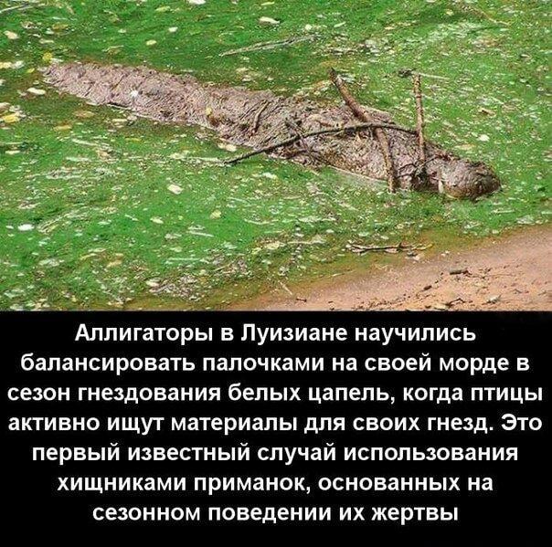 Аллигаторы-стратеги: как хитрые хищники обманывают цапель