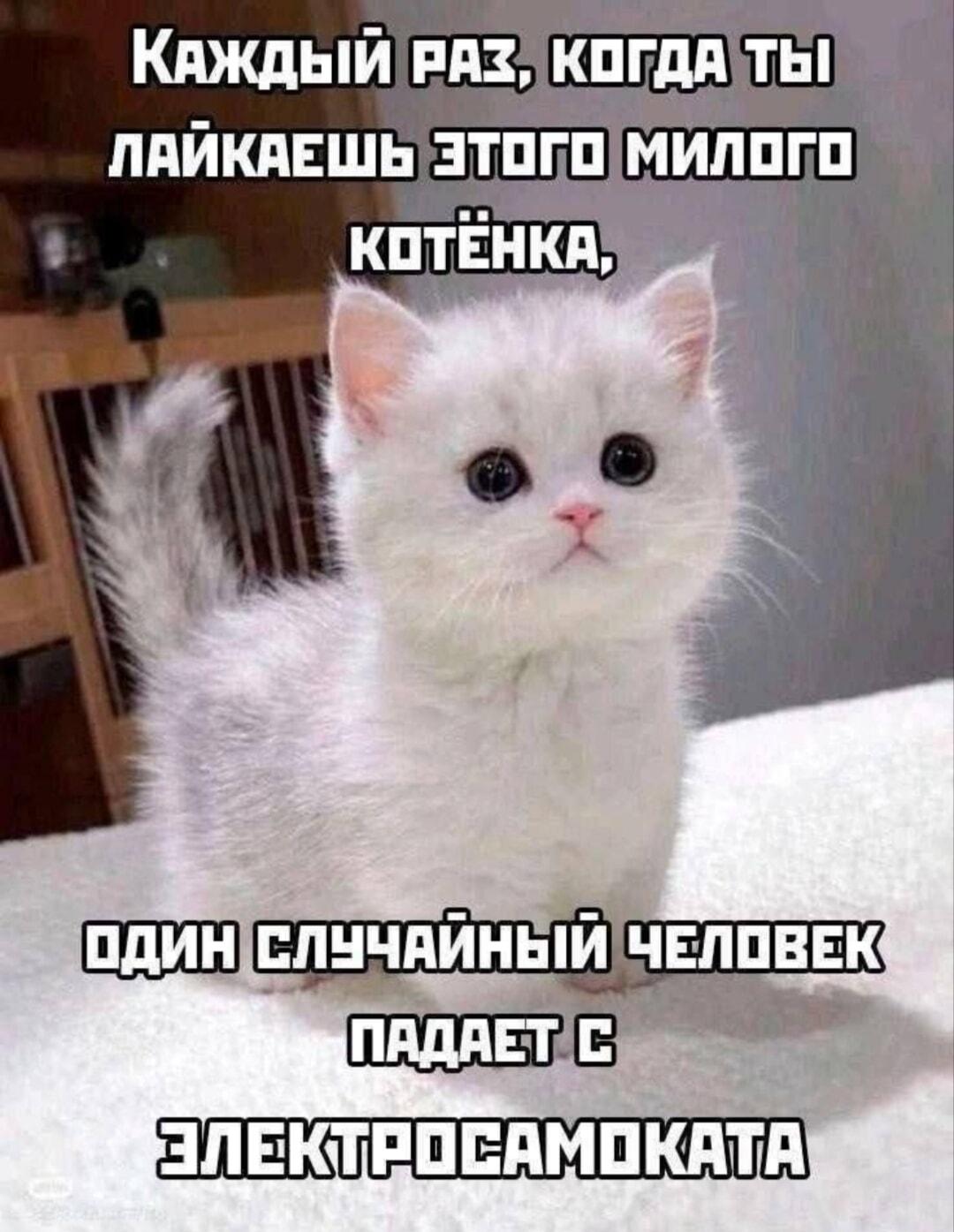 Лайкни милого котёнка: один самокатчик точно упадёт!