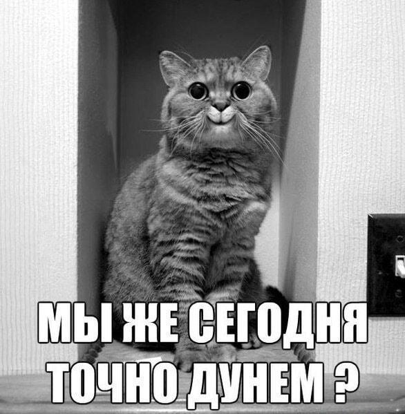 Кот-ждун: Мы сегодня точно дунем? Главный вопрос вечера!