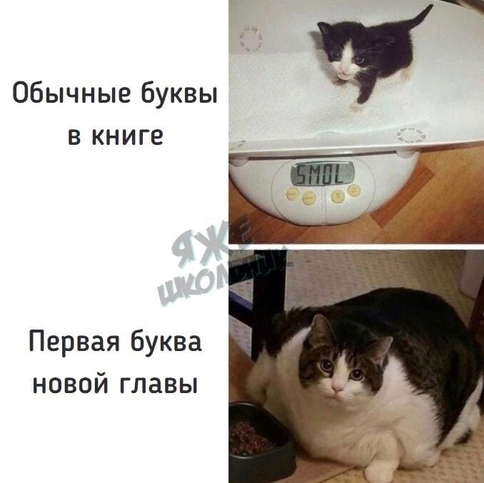 Когда первая буква новой главы — это целый жирный кот!