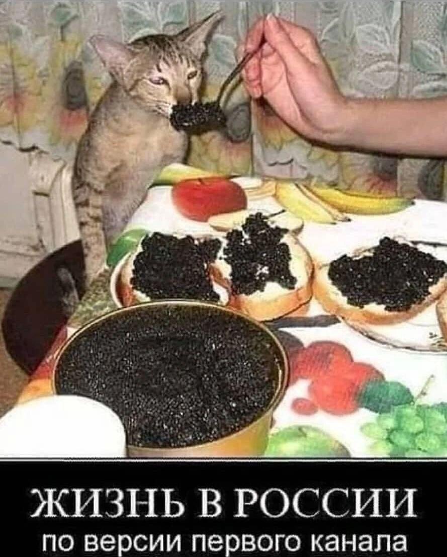 Кот-мажор и черная икра: вот как Первый канал видит Россию!