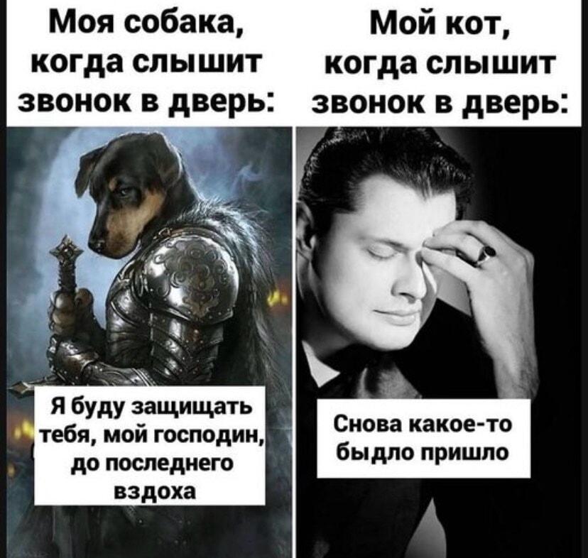 Звонок в дверь: собака-рыцарь против кота-сноба. Чья реакция ближе?