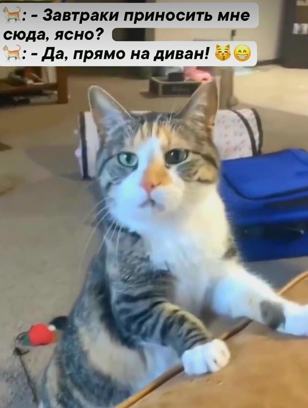 Когда кот требует завтрак прямо на диван: неси, холоп!