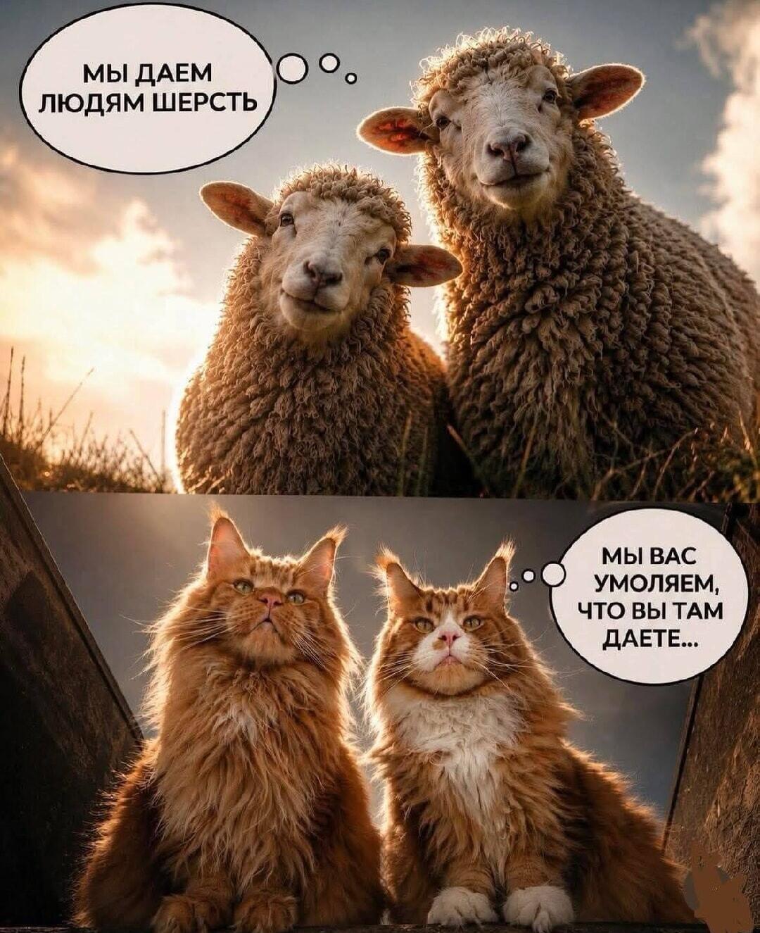 Мейн-куны оценили вклад овец в мировую экономику: бесценно!