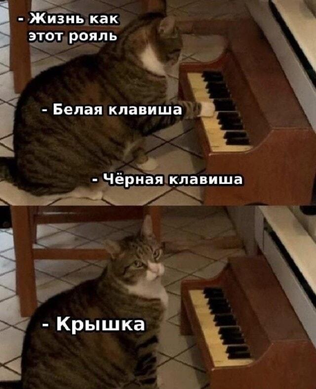 Жизнь как рояль: белые, черные клавиши... и вдруг крышка!