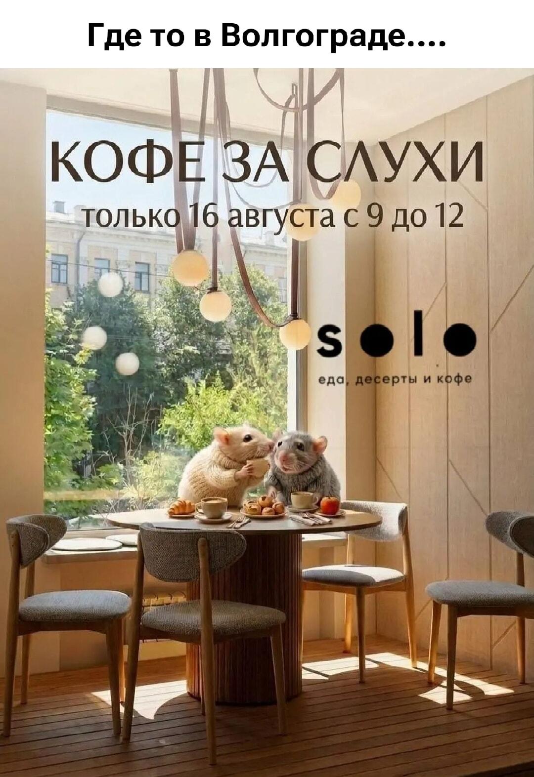 Волгоградские крысы: все секреты города за чашечкой кофе!