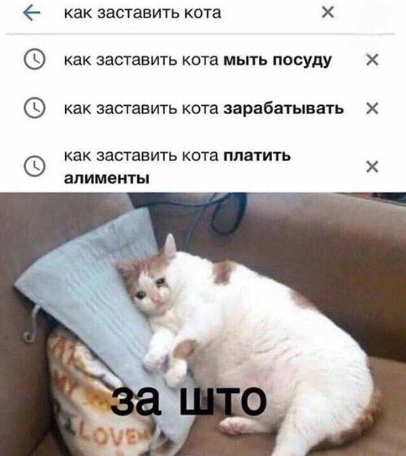 Когда хозяин хочет заставить кота работать: 