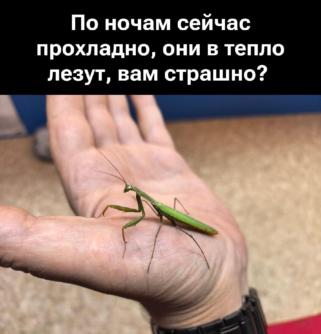 Когда ночи холодные, а богомол хочет в дом 🥶