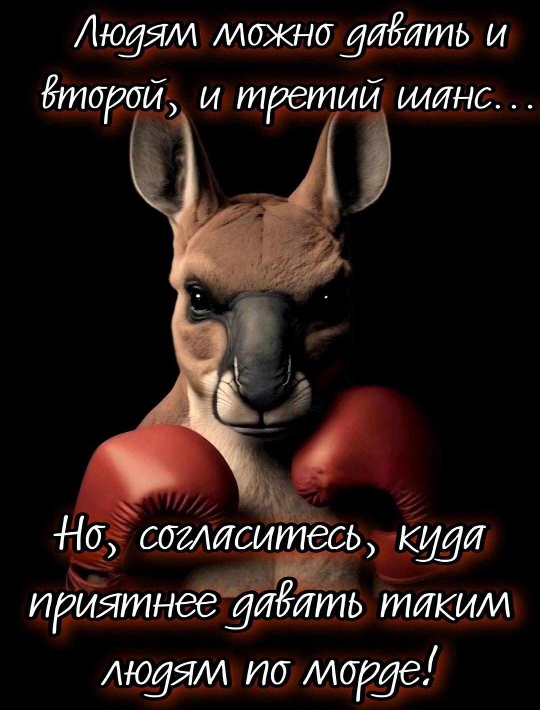 Когда шансы закончились: кенгуру-боксер покажет, что делать!