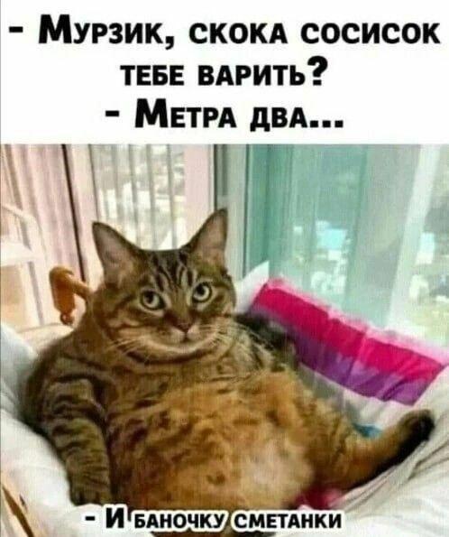 Идеальный аппетит: Мурзик хочет два метра сосисок и сметанку!