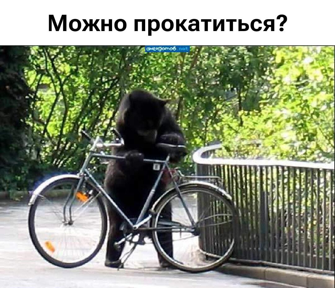 Медведь на велосипеде: Ну что, можно прокатиться?
