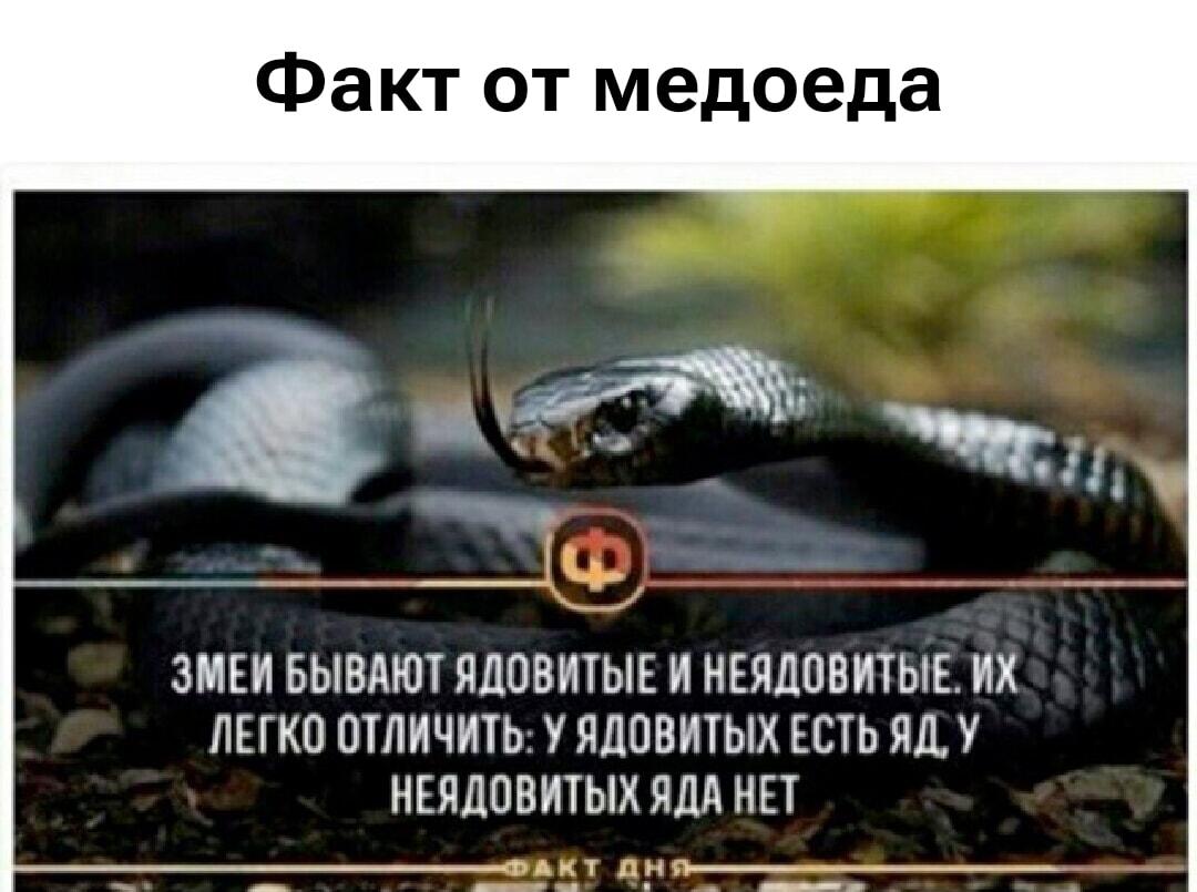 Медоед раскрыл главный секрет: как отличить ядовитую змею?