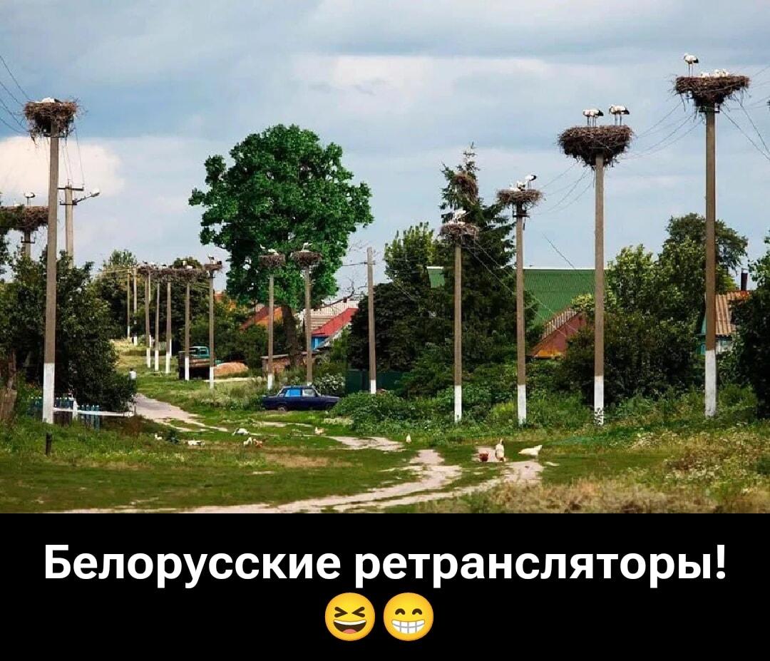 Беларусь: когда аисты лучше любых ретрансляторов связи!