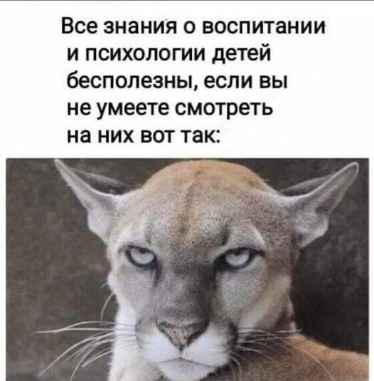Воспитание детей: один взгляд пумы заменит все лекции!