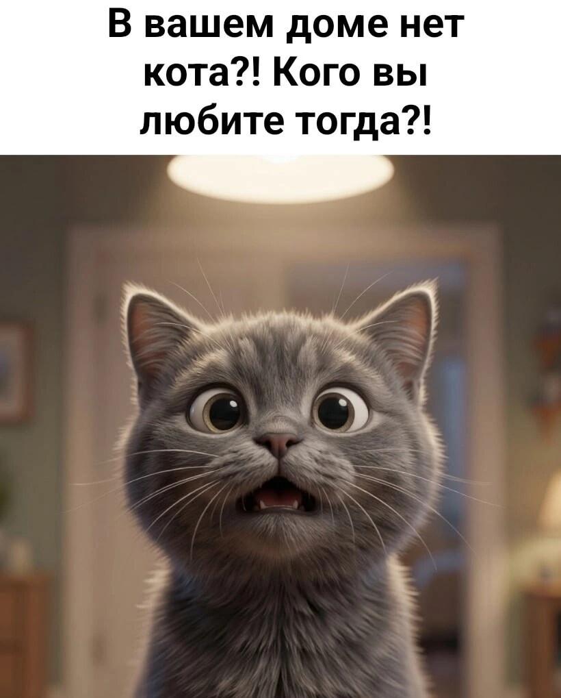 Котик в шоке: вы без кота?! Кого тогда любить?!