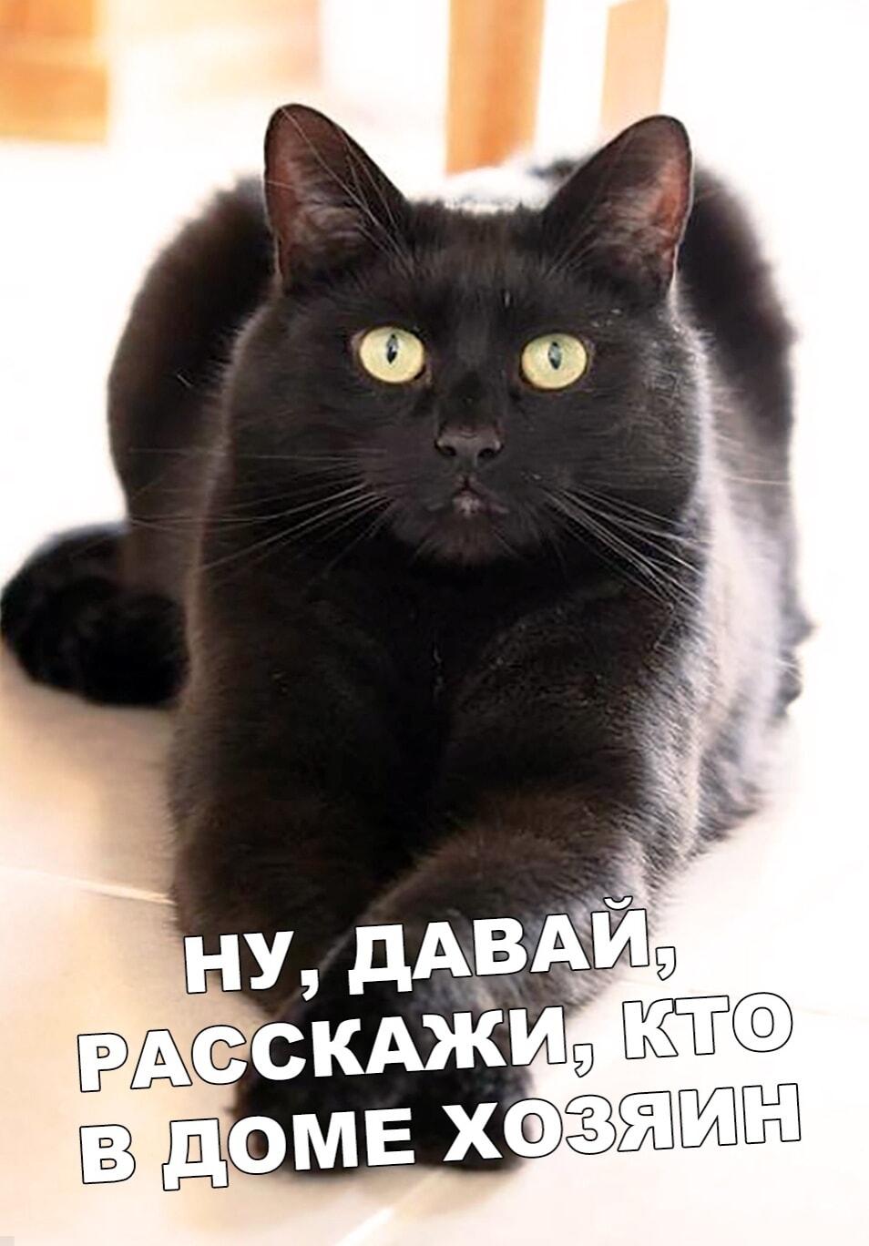 Кто хозяин в доме? Черный кот не оставляет сомнений!