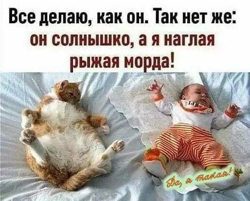 Он солнышко, а я наглая рыжая морда: вся суть жизни!