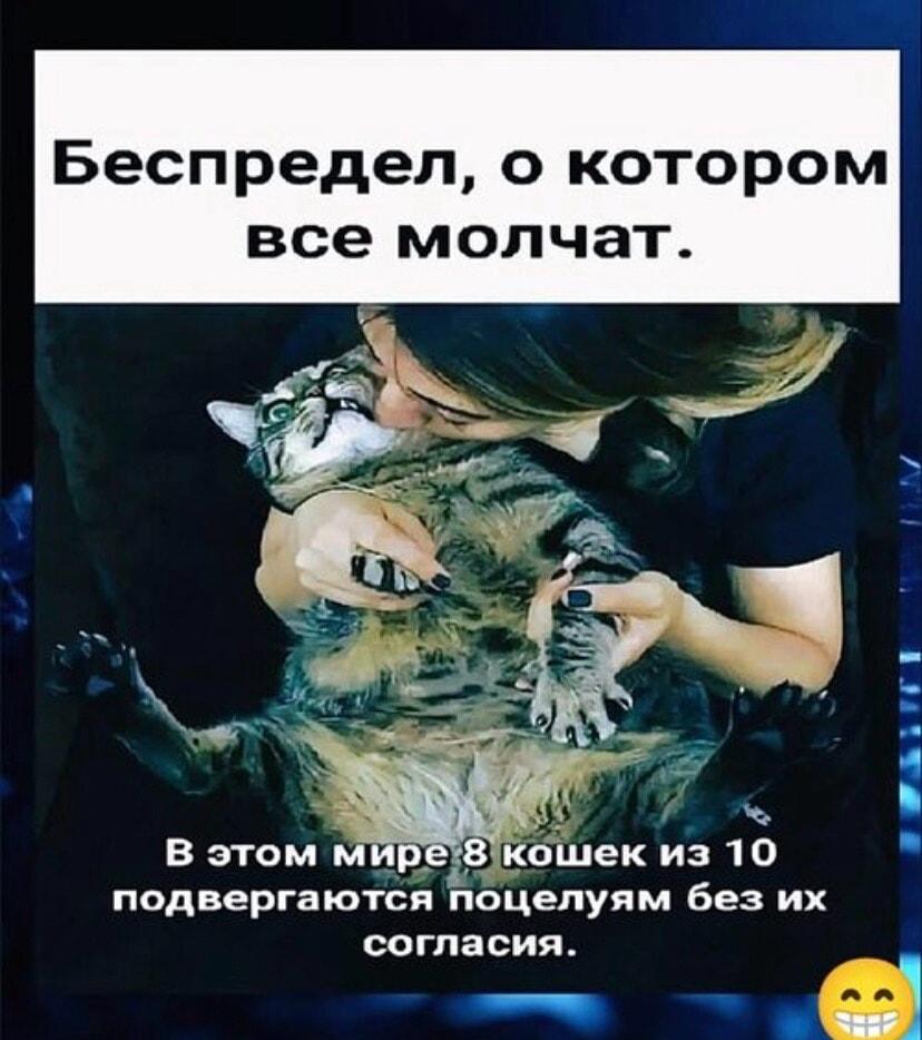 Беспредел, о котором молчат: 8 из 10 кошек страдают!