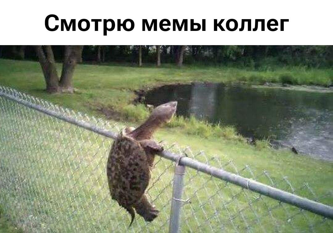 Когда пытаешься вникнуть в мемы коллег: жизненно до боли!