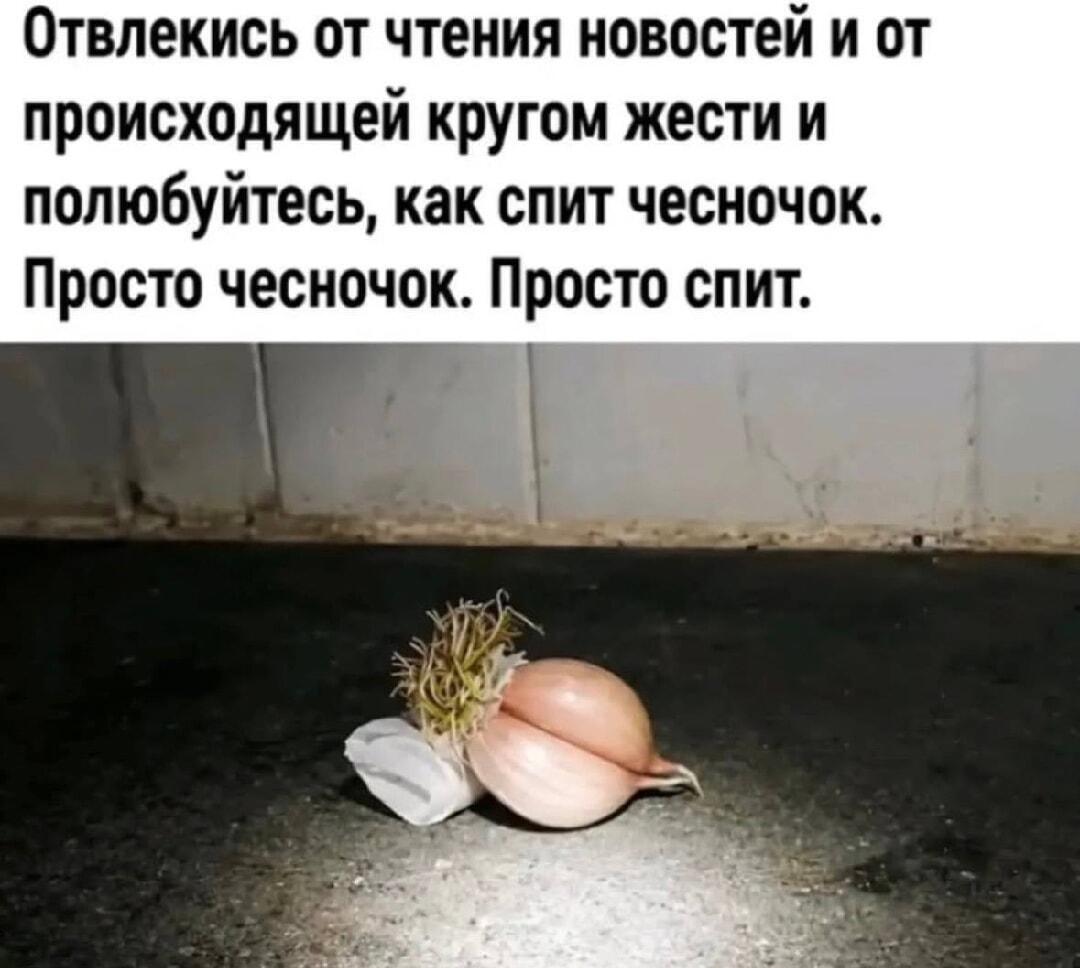 Устали от новостей? Полюбуйтесь, как безмятежно спит чесночок!