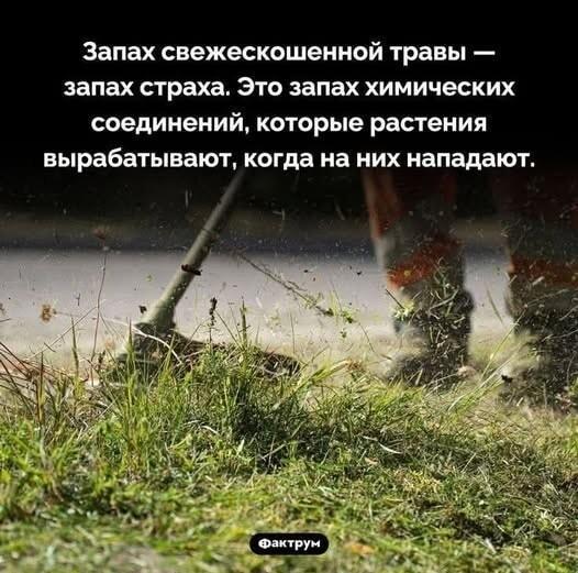 Теперь ты знаешь: запах скошенной травы — крик ужаса растений!