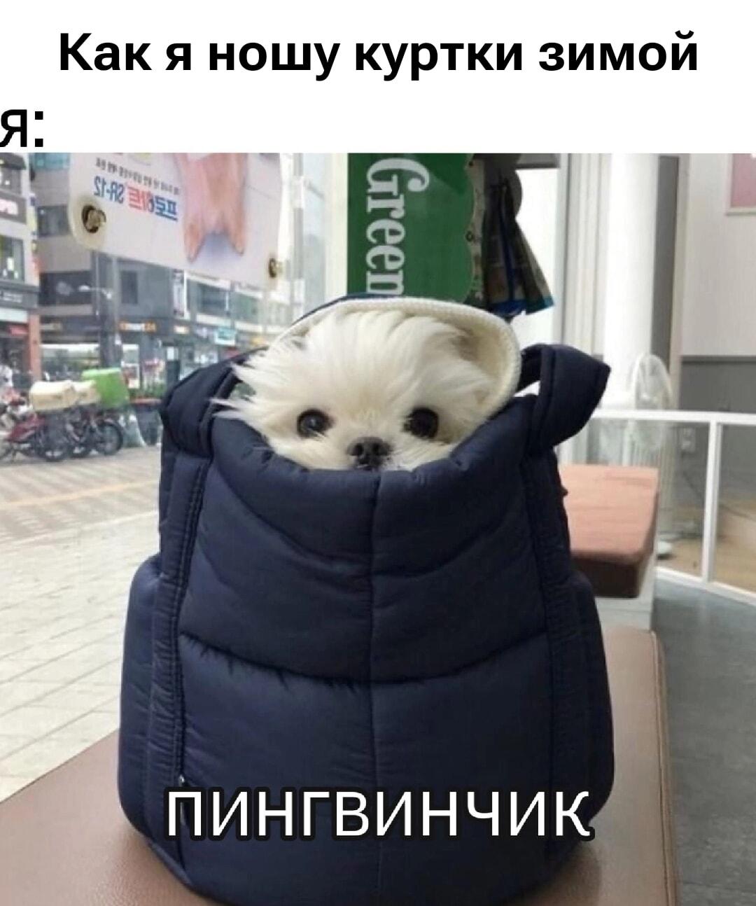 Уютный пингвинчик: идеальный способ носить куртки зимой!