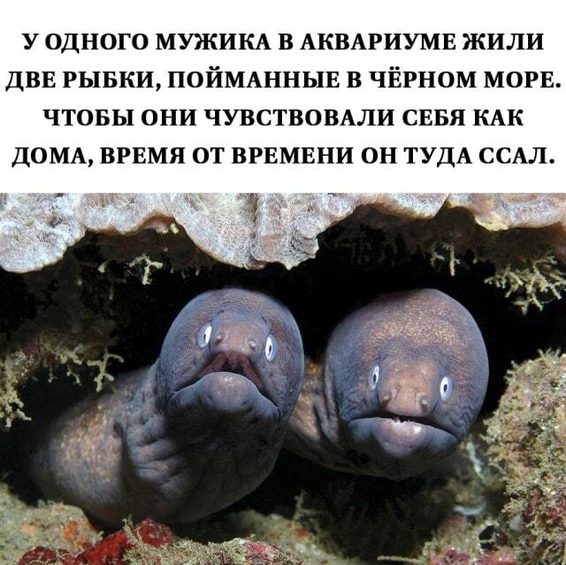 Когда хозяин очень хочет, чтобы рыбки чувствовали себя как дома!