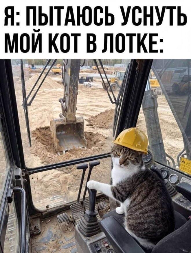 Мой кот в лотке: прораб на стройке!
