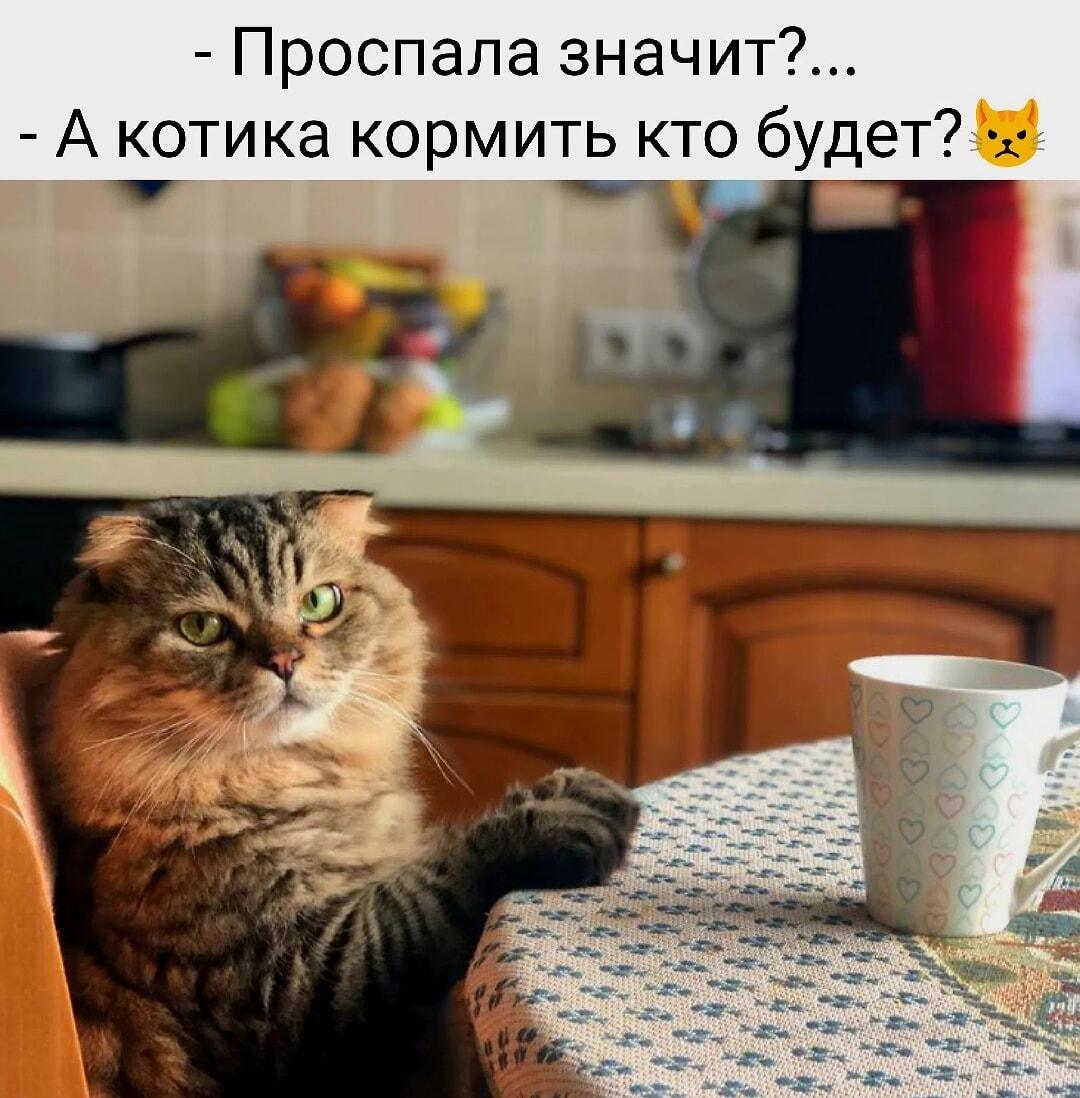 Кот-будильник: проспала? А про котика забыла?!