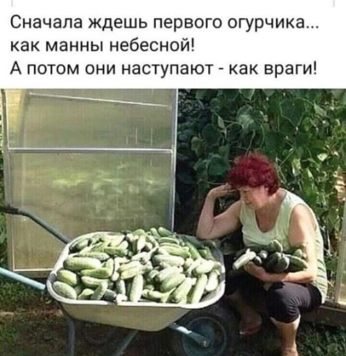 Огурцы: от долгожданного чуда до вражеского нашествия!