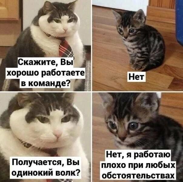 Собеседование мечты: когда честность котика зашкаливает!