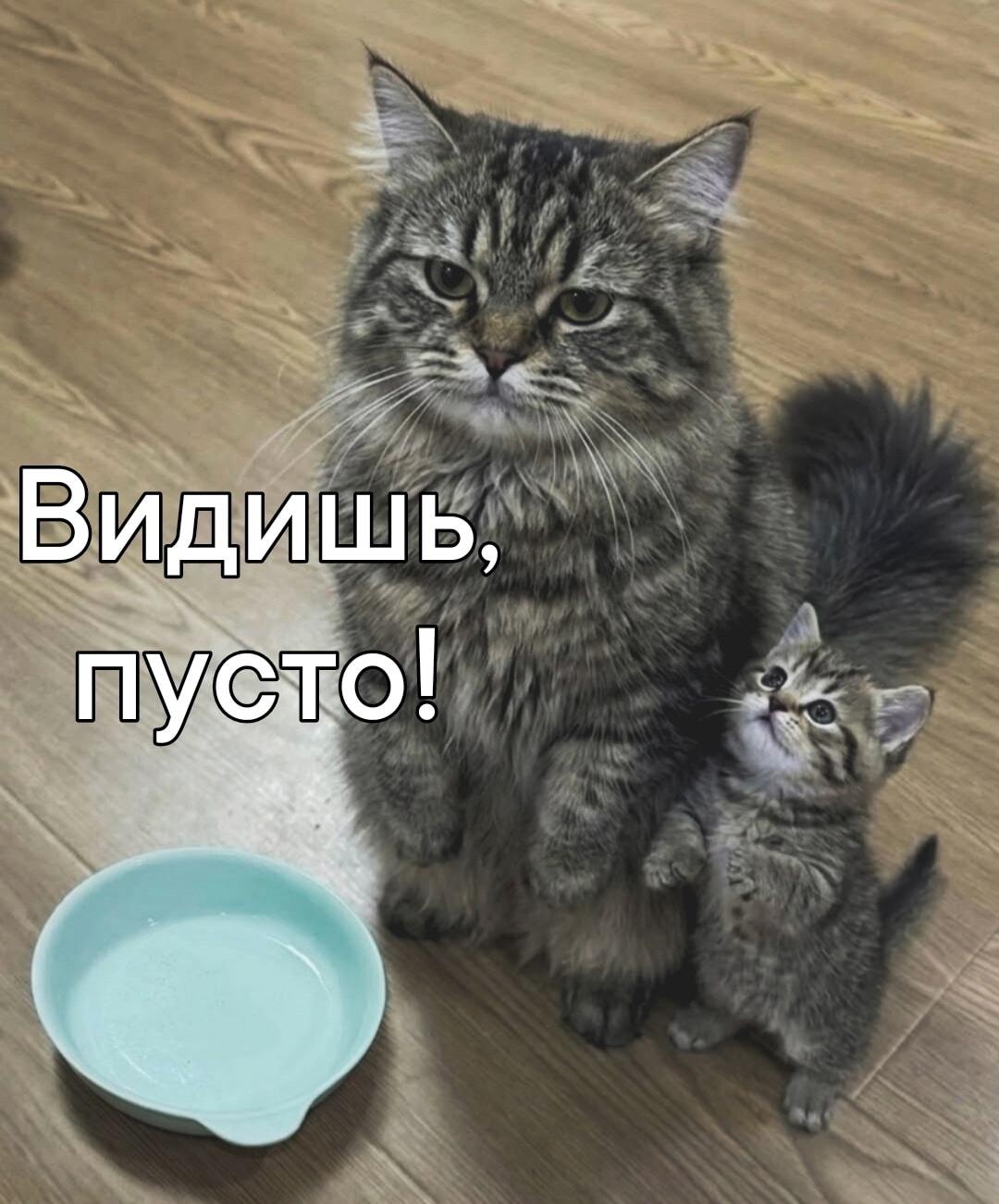 Мать-кошка и котенок: урок жизни про пустую миску!