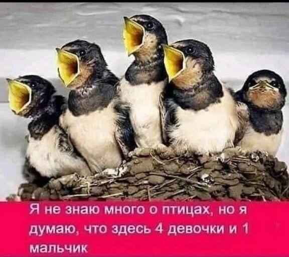 4 девочки, 1 мальчик: крик души птенцов. Жиза!