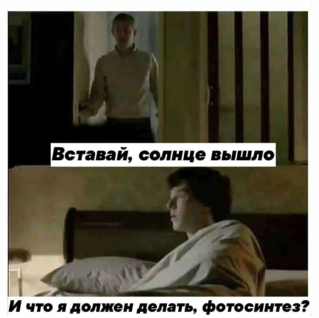 Вставай, солнце вышло! И что, мне фотосинтез делать?