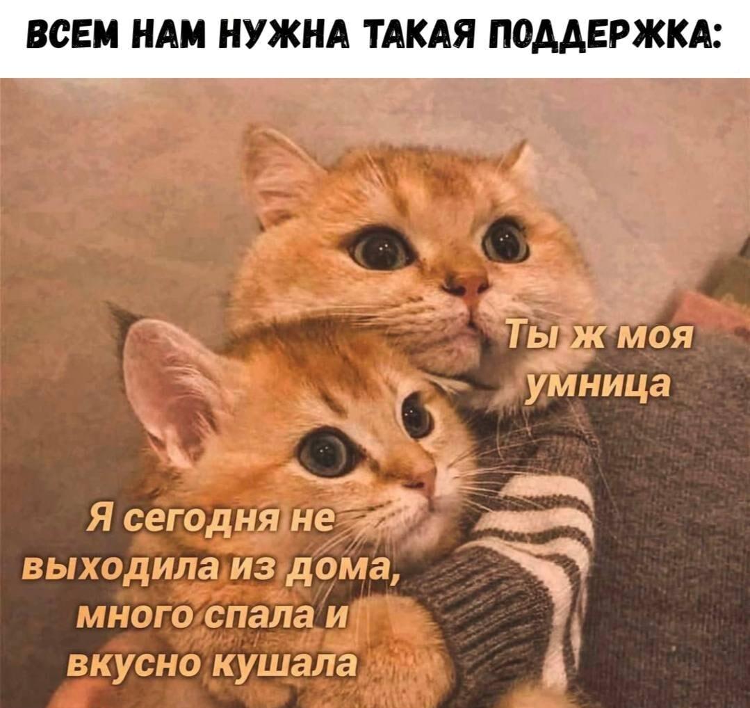 Всем нам нужна такая поддержка! Котик хвалит за отдых