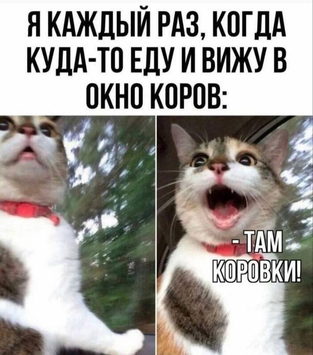 Когда увидел коровок из окна машины: удивленный кот