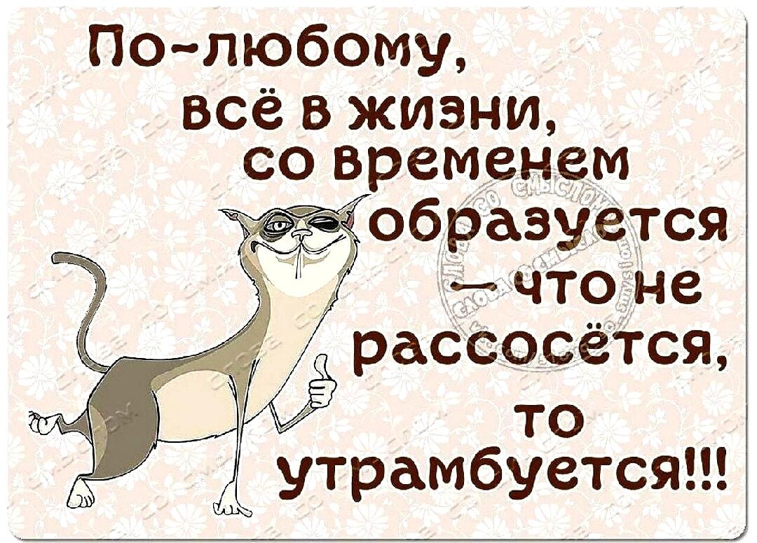 Все проблемы рассосутся? Или утрамбуются? Кот знает ответ!