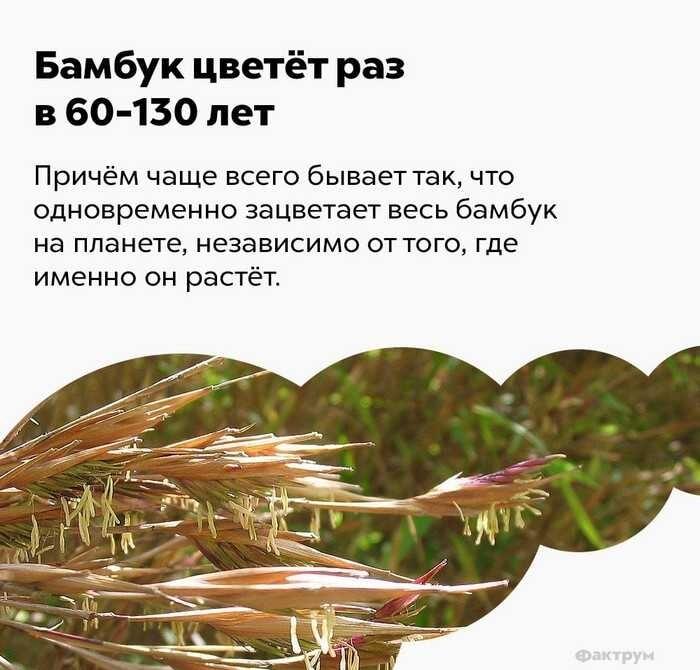 Бамбук цветет раз в век: весь мир ждет синхронно!
