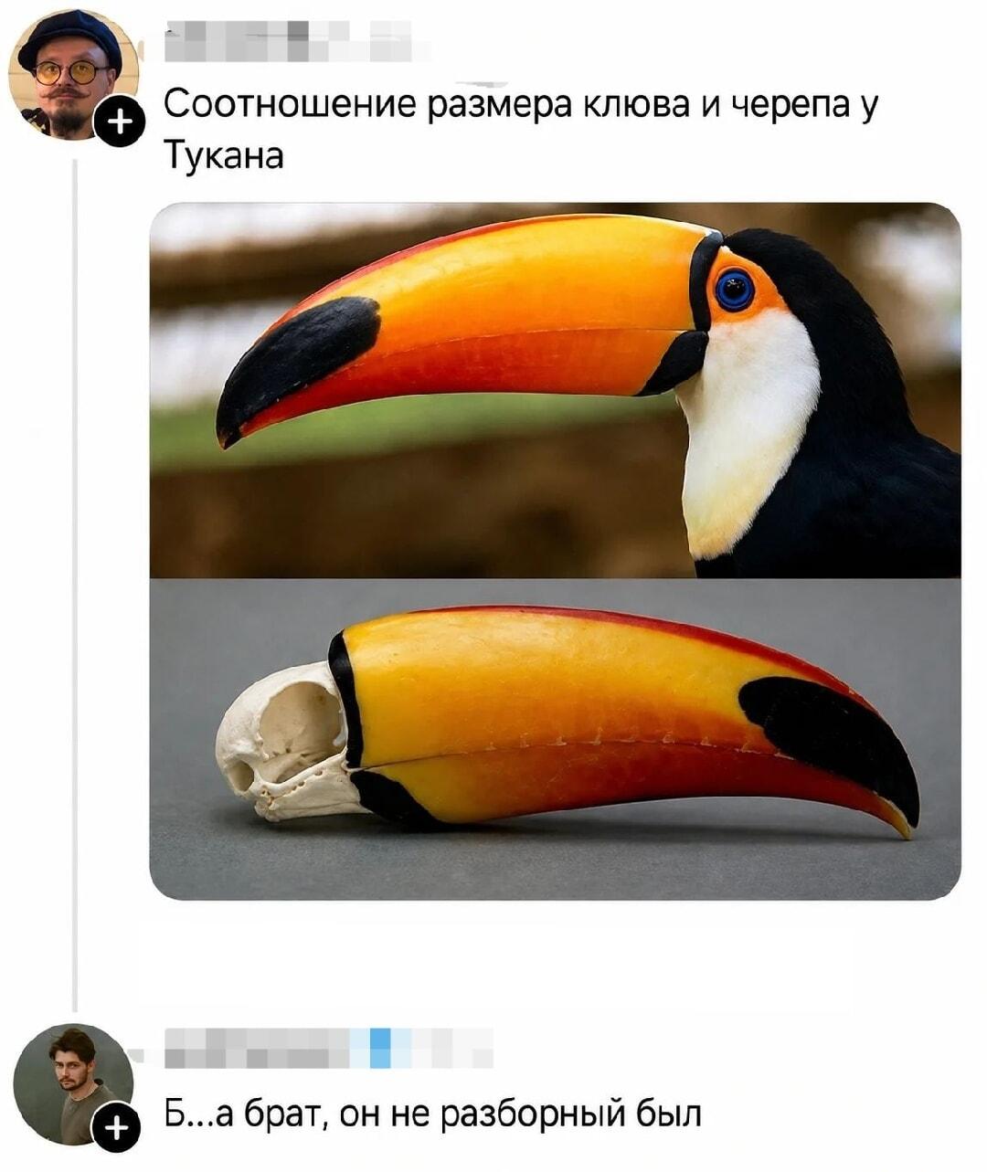 Тукан изнутри: не пытайтесь повторить этот эксперимент дома!