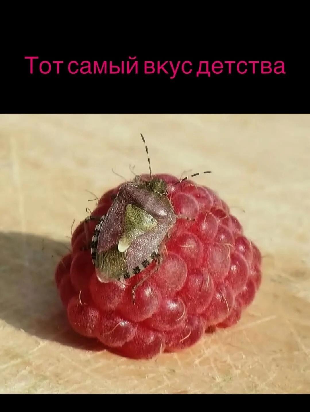 Вкус детства: малина с сюрпризом, который не забудешь!
