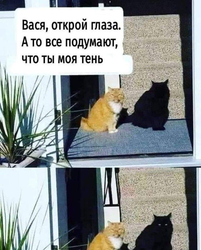 Вася, открой глаза! Черный кот-тень: идеальный маскировщик