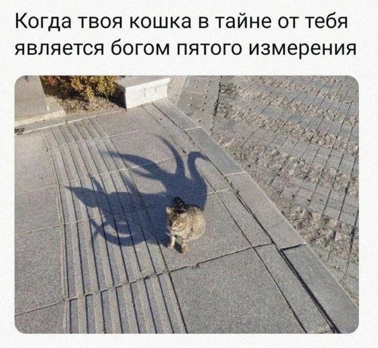 Твоя кошка: милый питомец или бог пятого измерения?