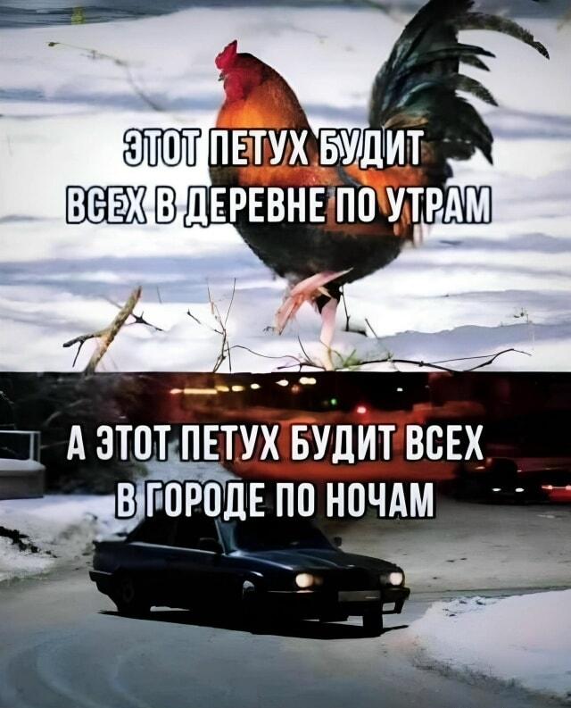 Петухи бывают разные: деревенский vs. городской ночной кошмар
