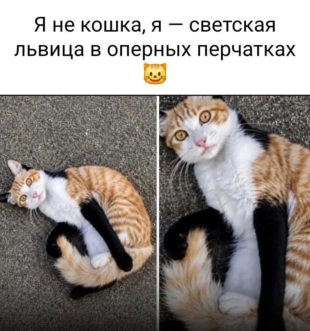 Светская львица в оперных перчатках: этот кот знает толк в стиле!