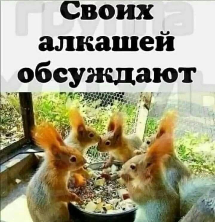 Белки обсуждают своих алкашей: жиза или просто собрались?