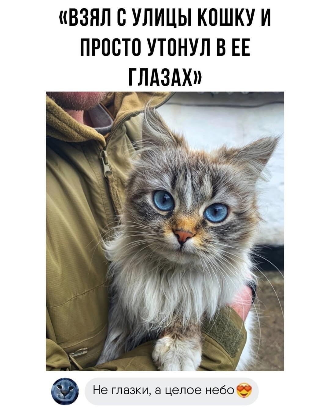Взял кошку с улицы: её глаза — это космос!