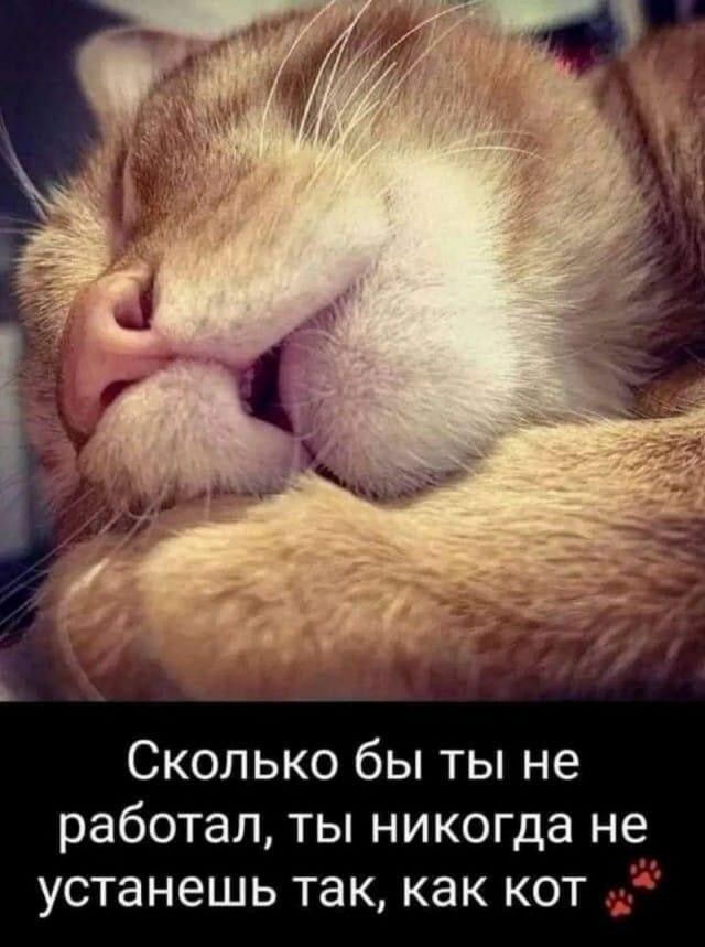 Уровень усталости: никогда не устанешь так, как этот кот!